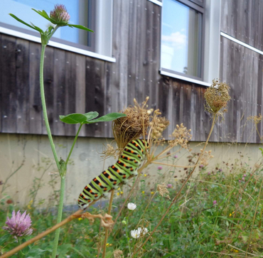 Des aménagements extérieurs favorables à la biodiversité au Green Offices